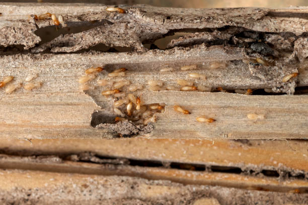Best Insect Control  in Hoopa, CA